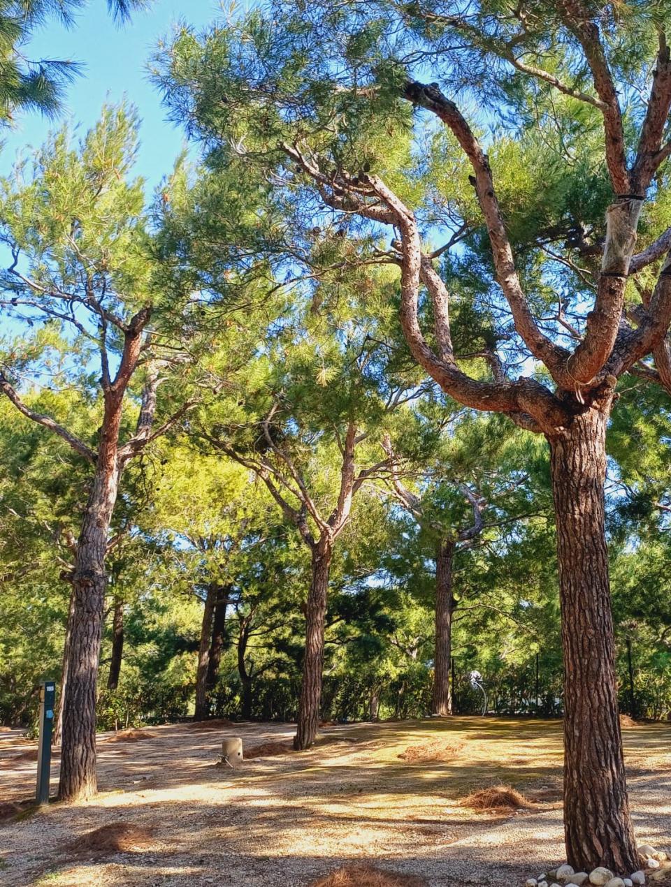 Foresta di pini con luce solare filtrante.